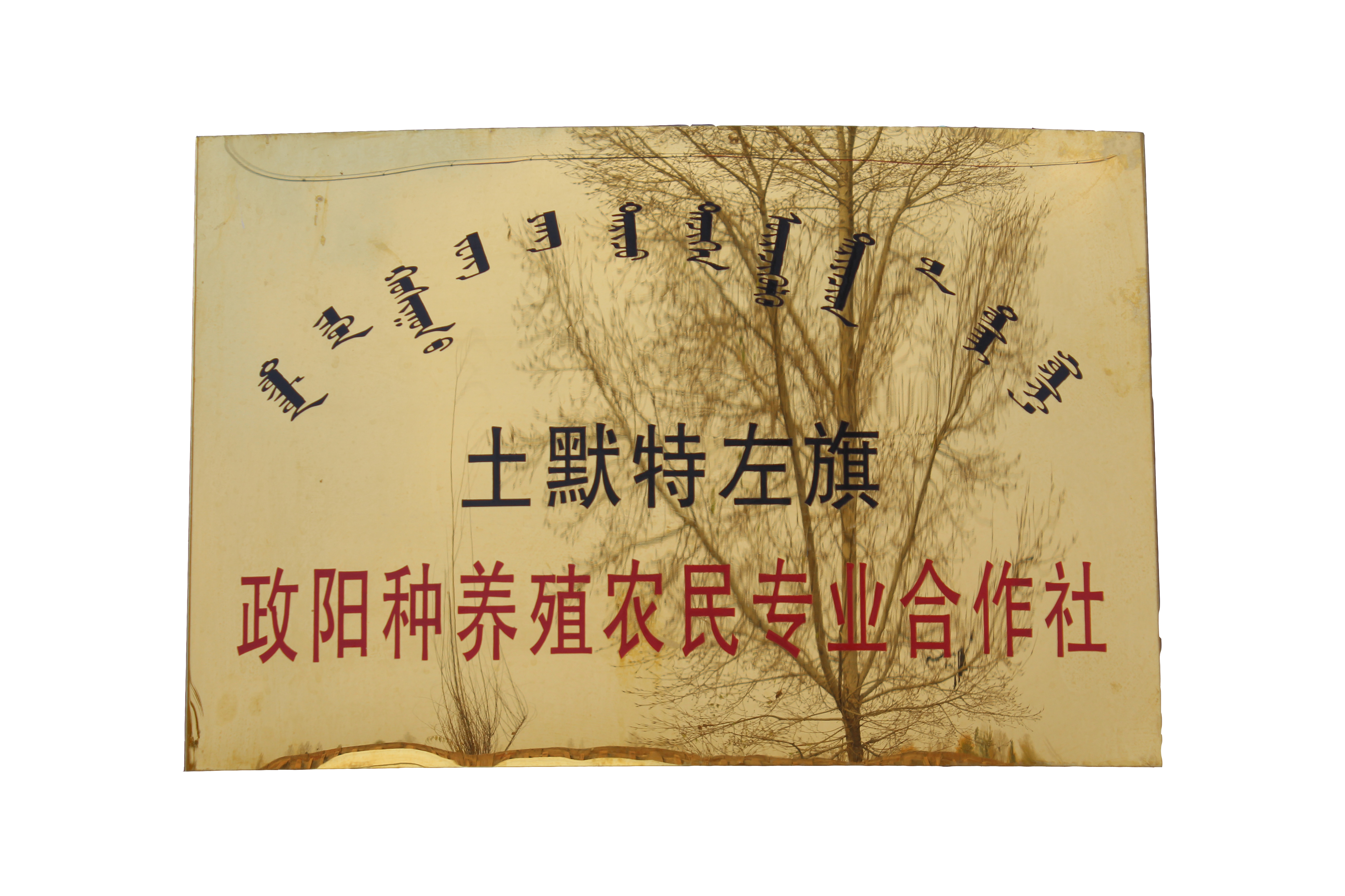 土默特左旗政陽種養(yǎng)殖農(nóng)民專業(yè) 合作社簡介